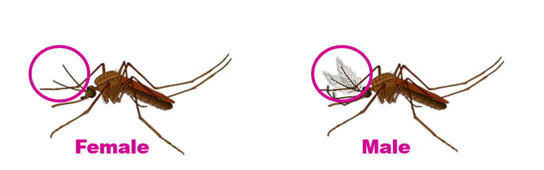 Male mosquito hot sale