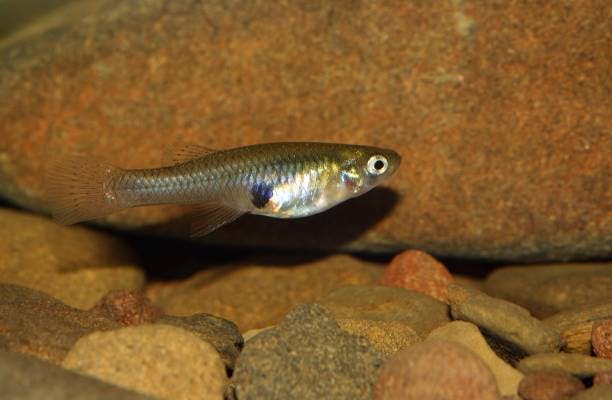 A small fish swimming near the bottom of a rocky aquarium.