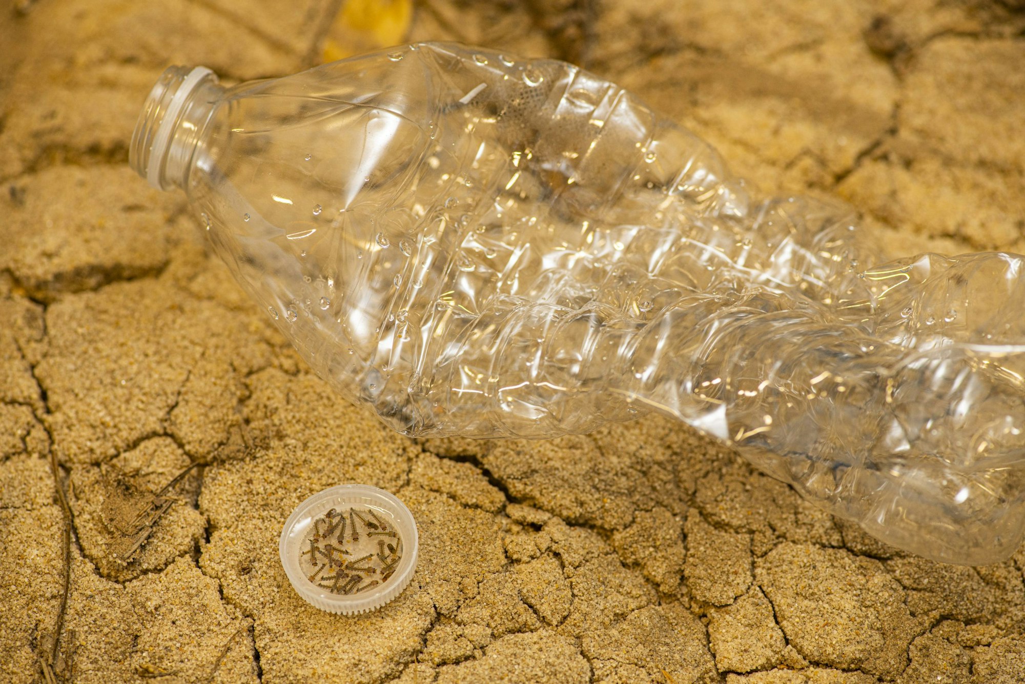 May contain: soil, bottle, animal, insect, and invertebrate