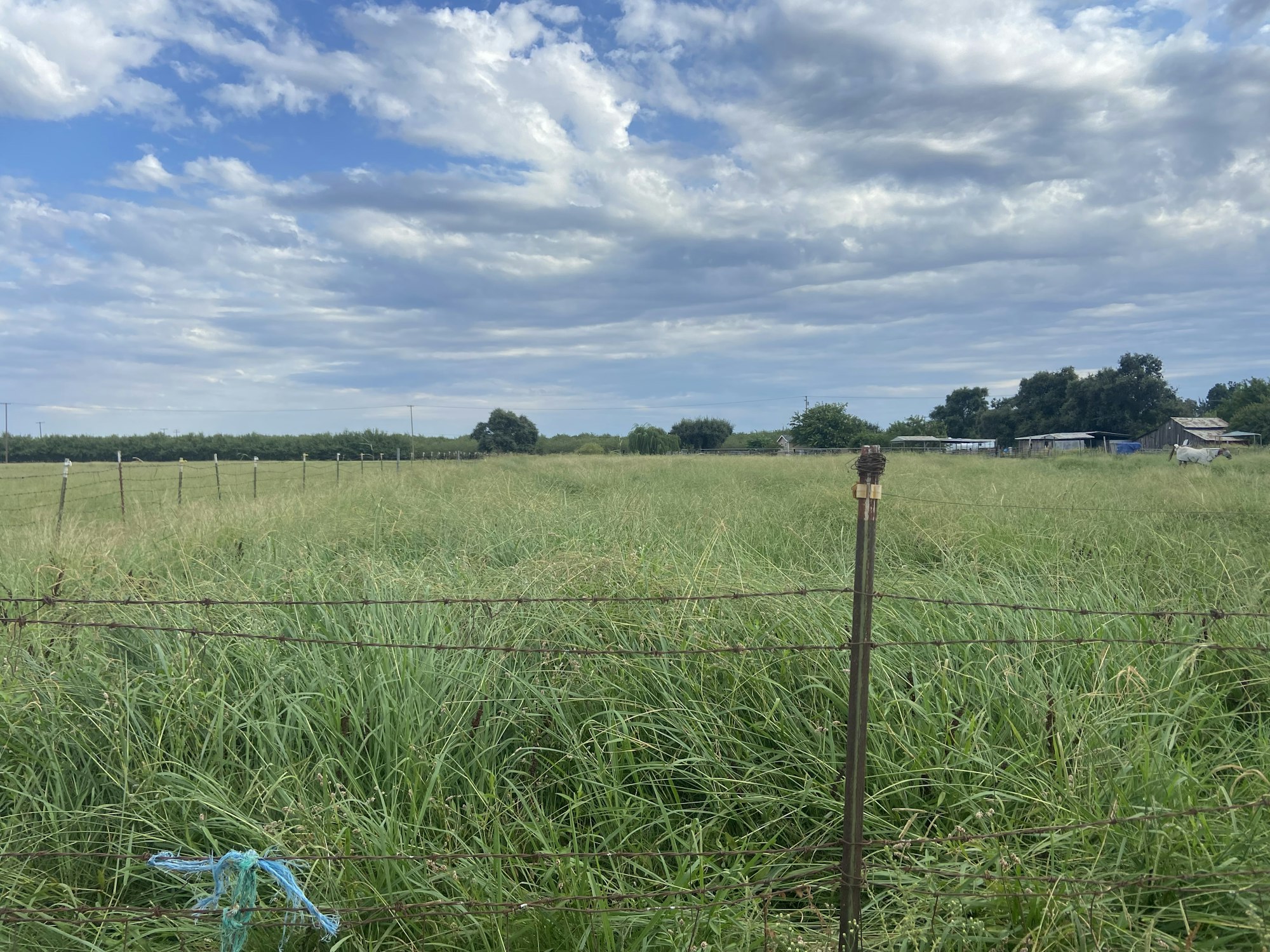 May contain: field, grassland, nature, outdoors, countryside, meadow, rural, farm, pasture, grass, plant, and sky