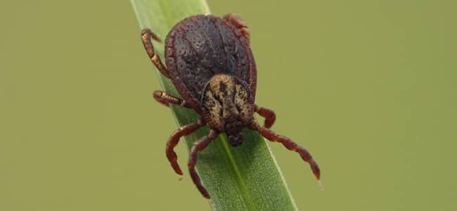 A tick clinging to a green blade of grass.