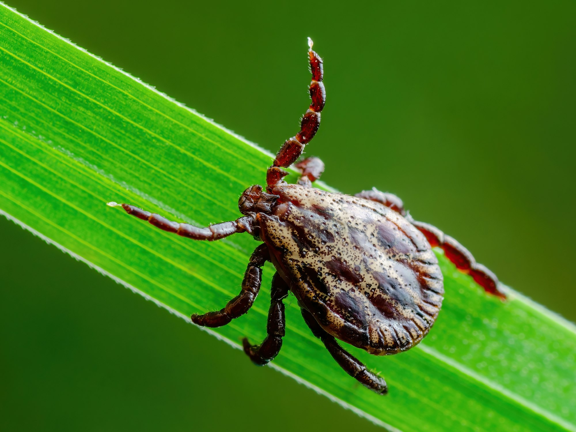 A tick on a green leaf, close-up shot.