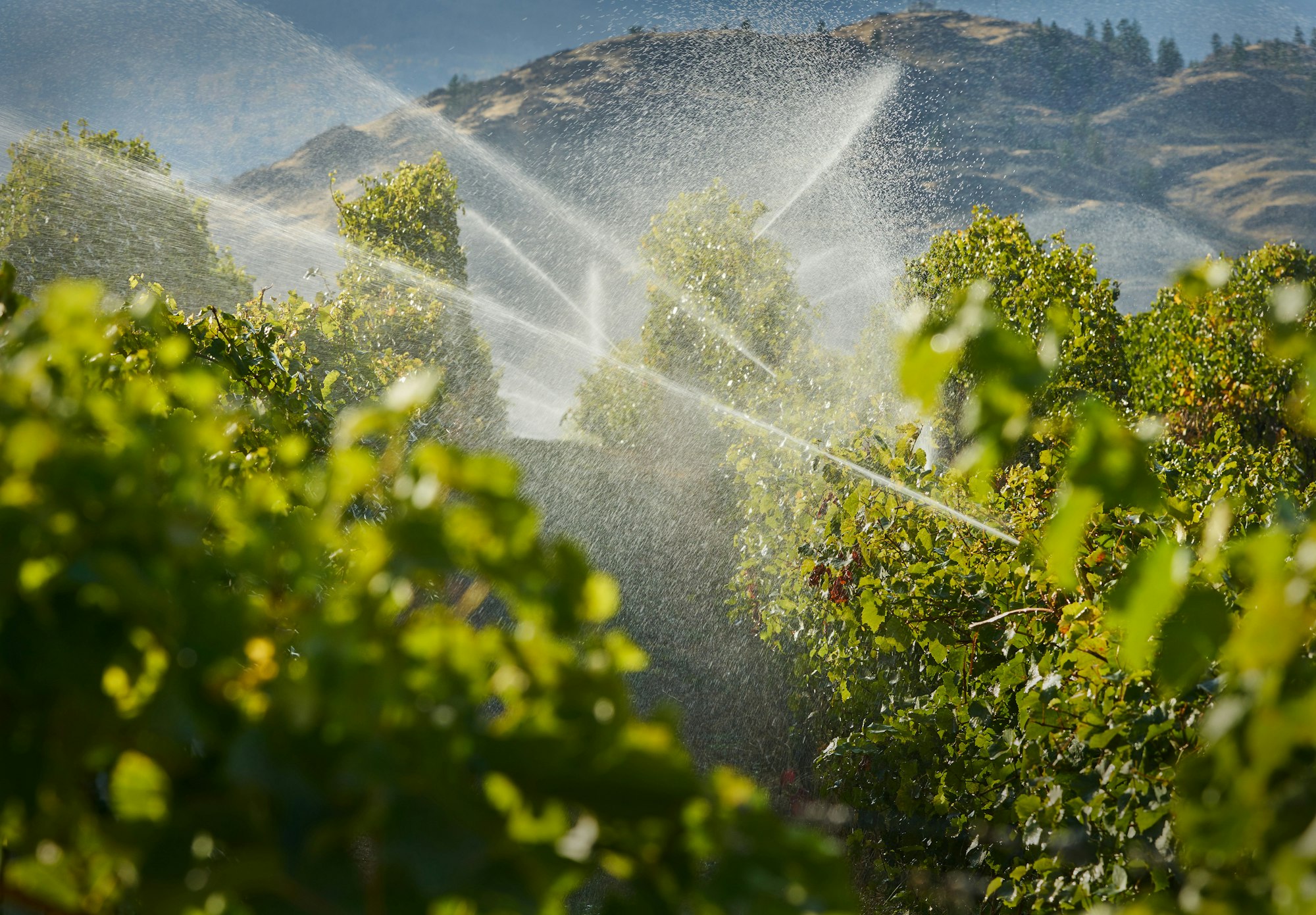 Irrigation sprinklers watering plants with hills in the background.