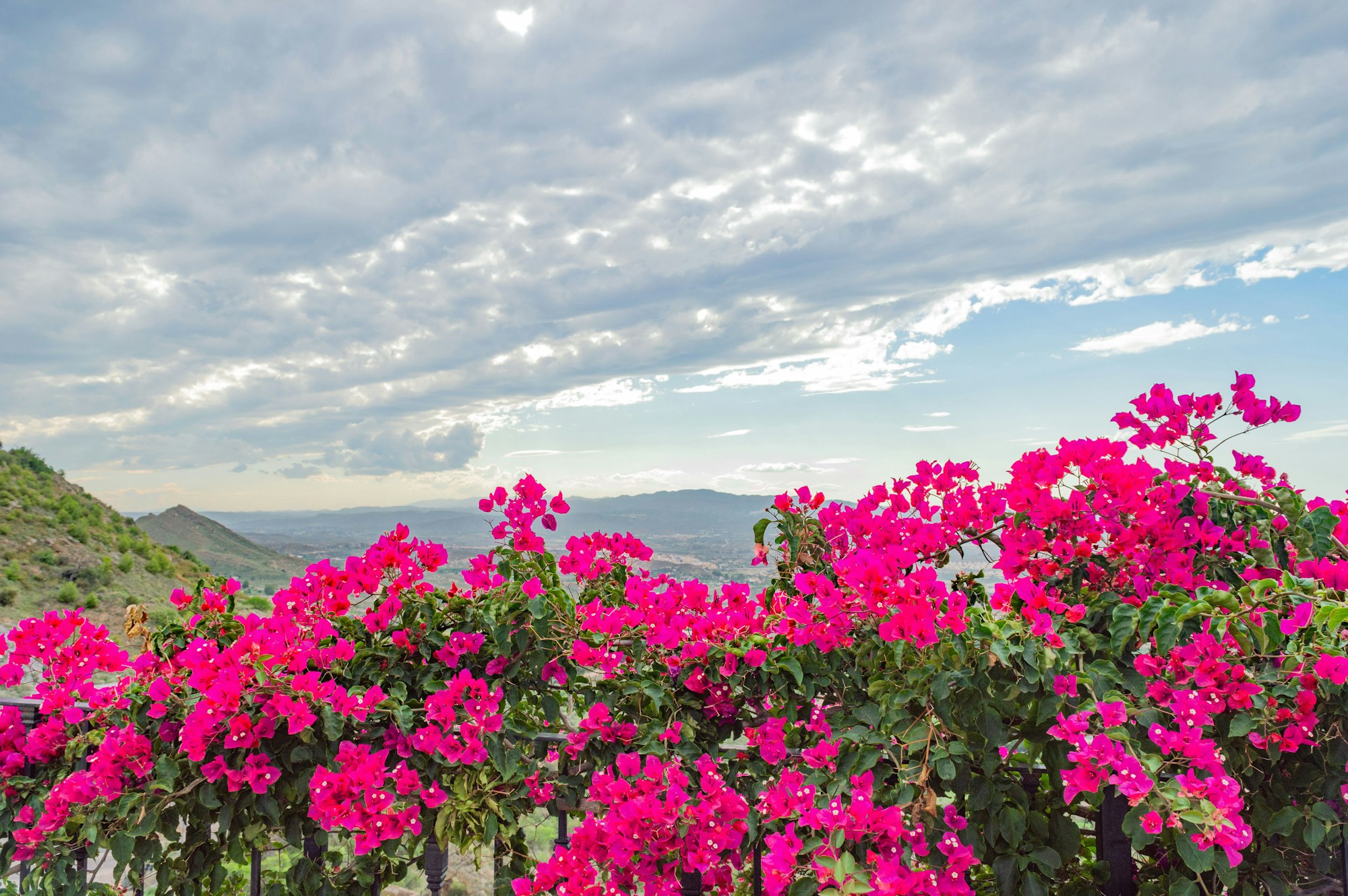 A vibrant display of pink bougainvillea flowers against a backdrop of rolling hills and a cloudy sky.