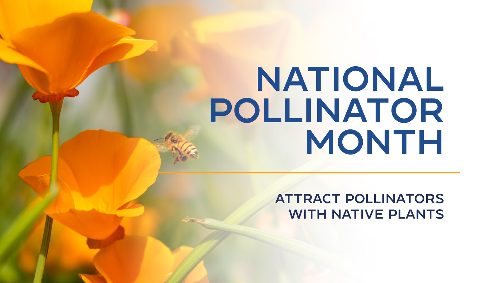 The image promotes National Pollinator Month, encouraging the use of native plants to attract pollinators.