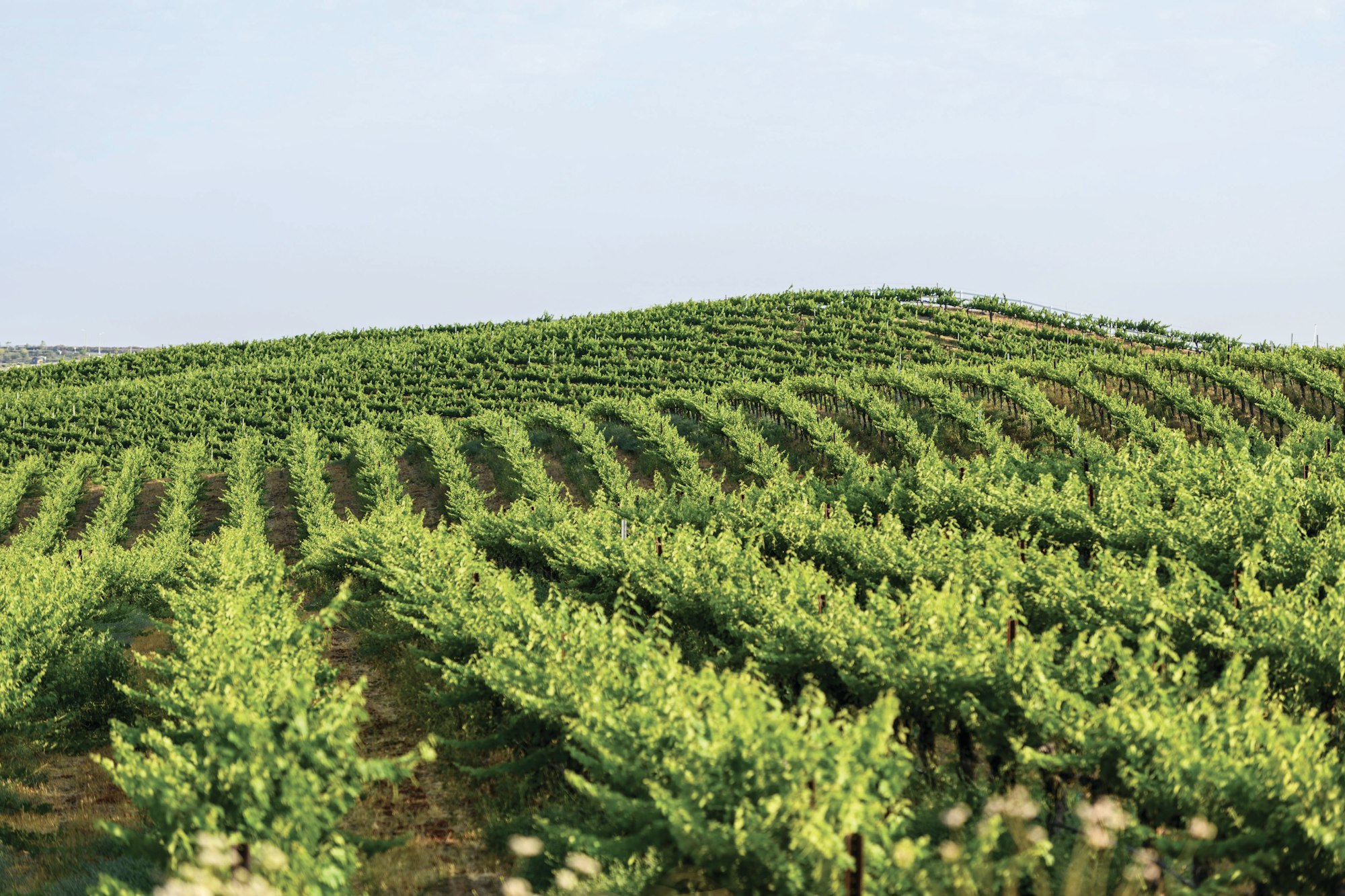 Rows of winery