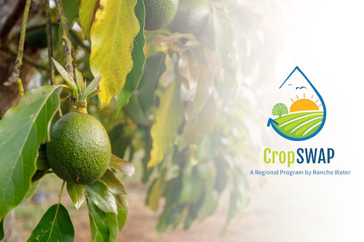 Avocado on a tree with sunlight and a "CropSWAP" program logo by Rancho Water.