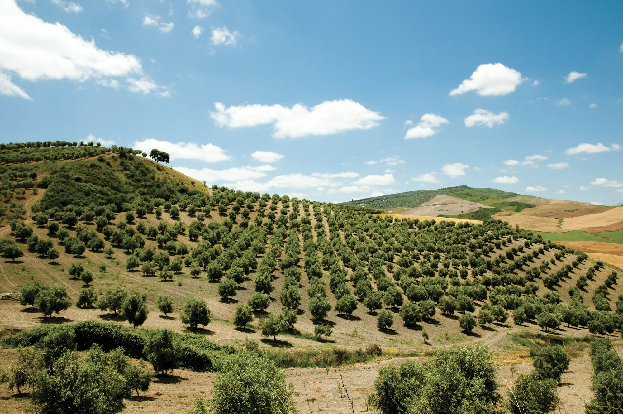 May contain: Olive orchard on hillside with blue sky