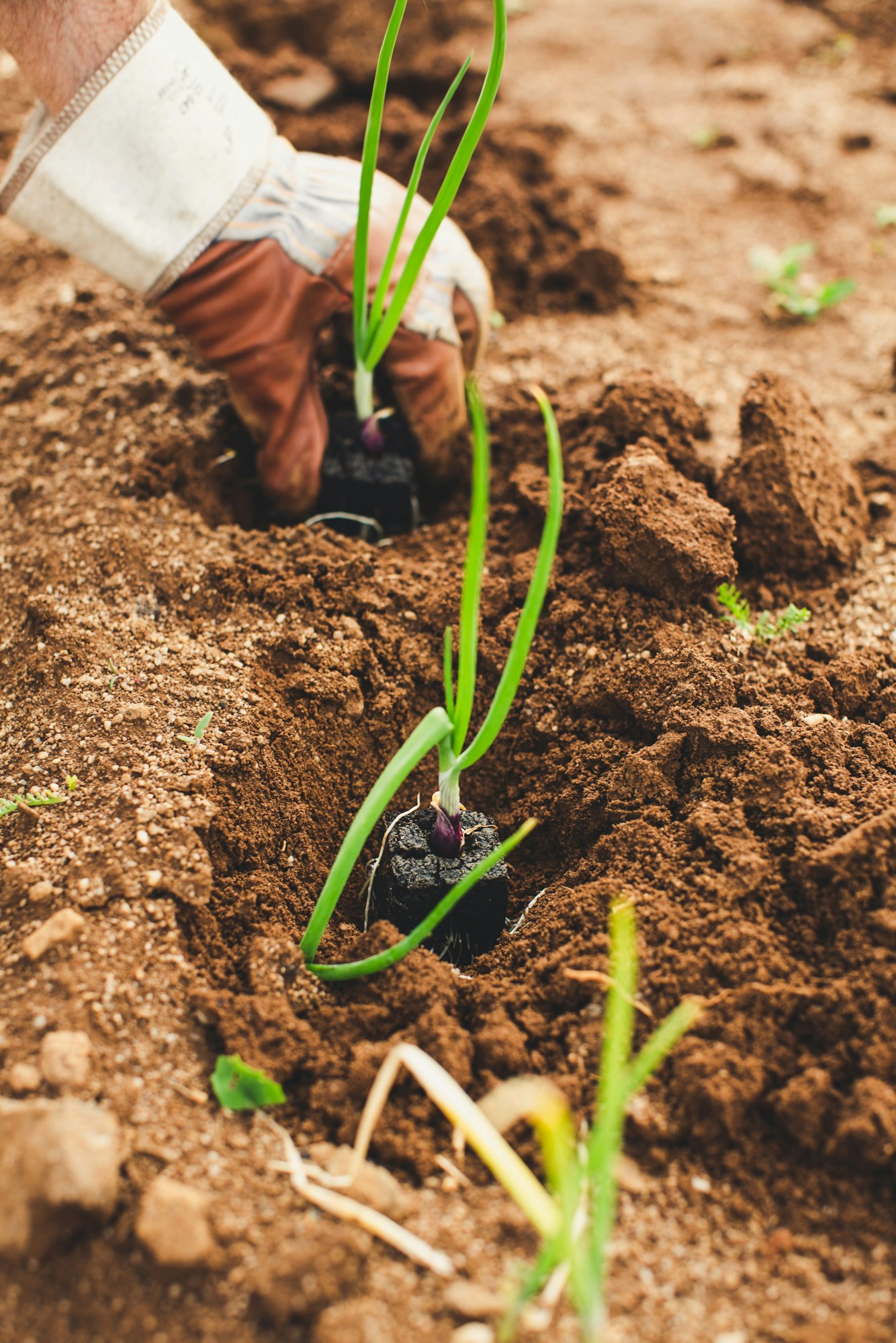 May contain: outdoors, soil, garden, person, human, and planting