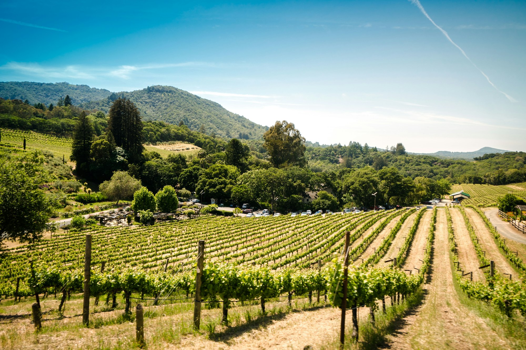 May contain: nature, outdoors, rural, countryside, farm, and vineyard
