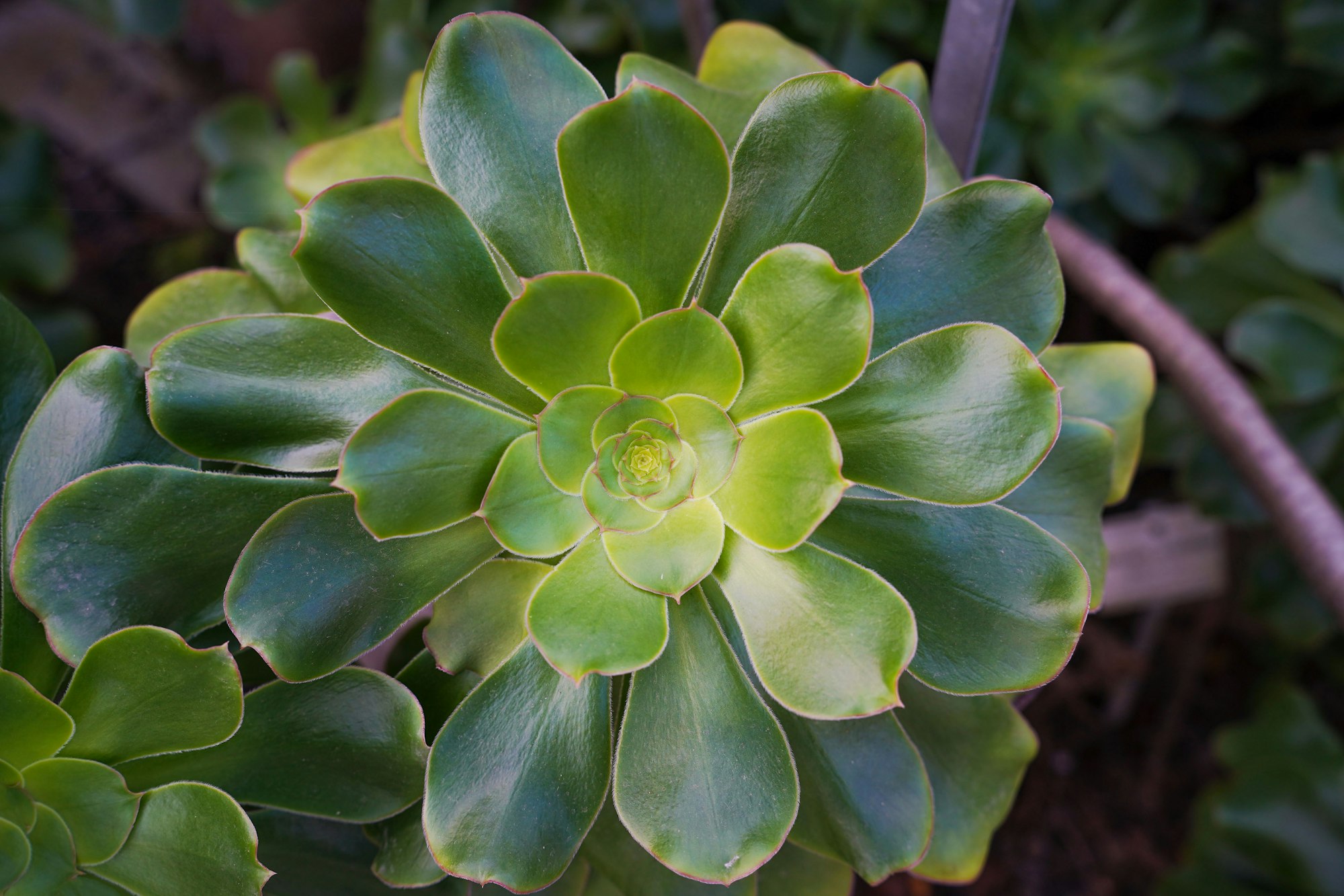 A lush green succulent with rosette patterned leaves.