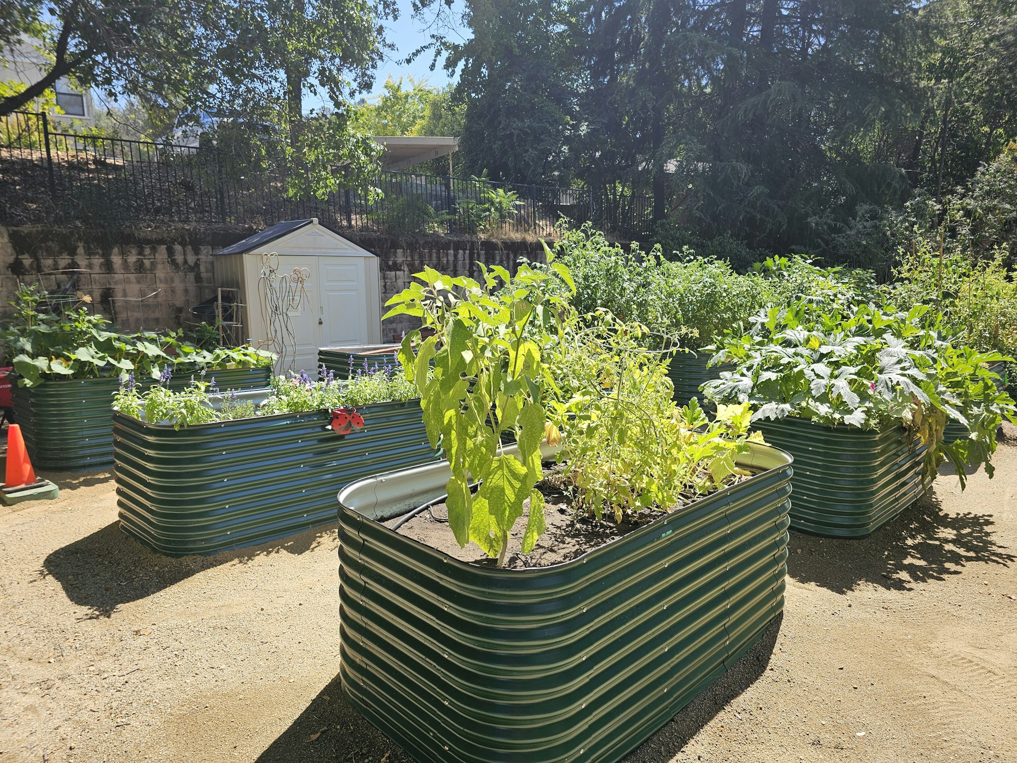 Raised garden beds with various plants, a white shed, and a garden sculpture in a sunny outdoor space.