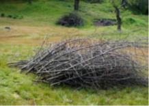 stacked pile of brush