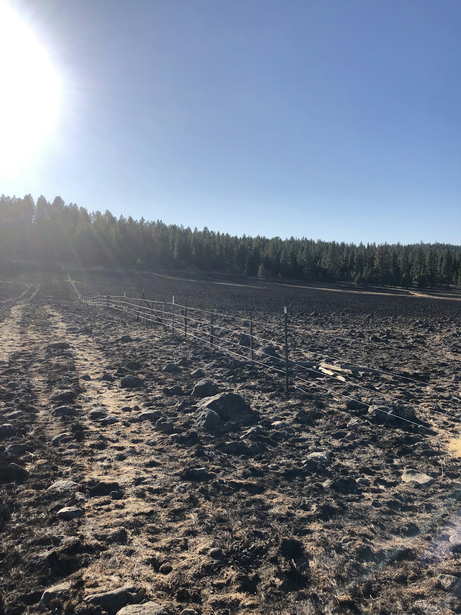 A field with dry soil, a fence, surrounded by trees, and bright sunlight in the background.