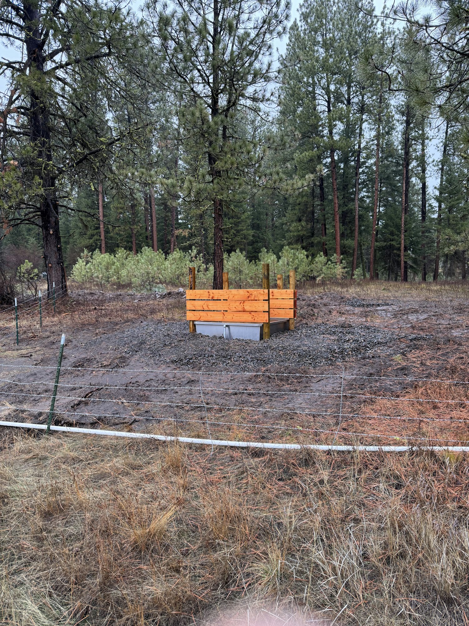 A wooden bench is placed in a clearing surrounded by tall trees, with a mix of grass and gravel on the ground.