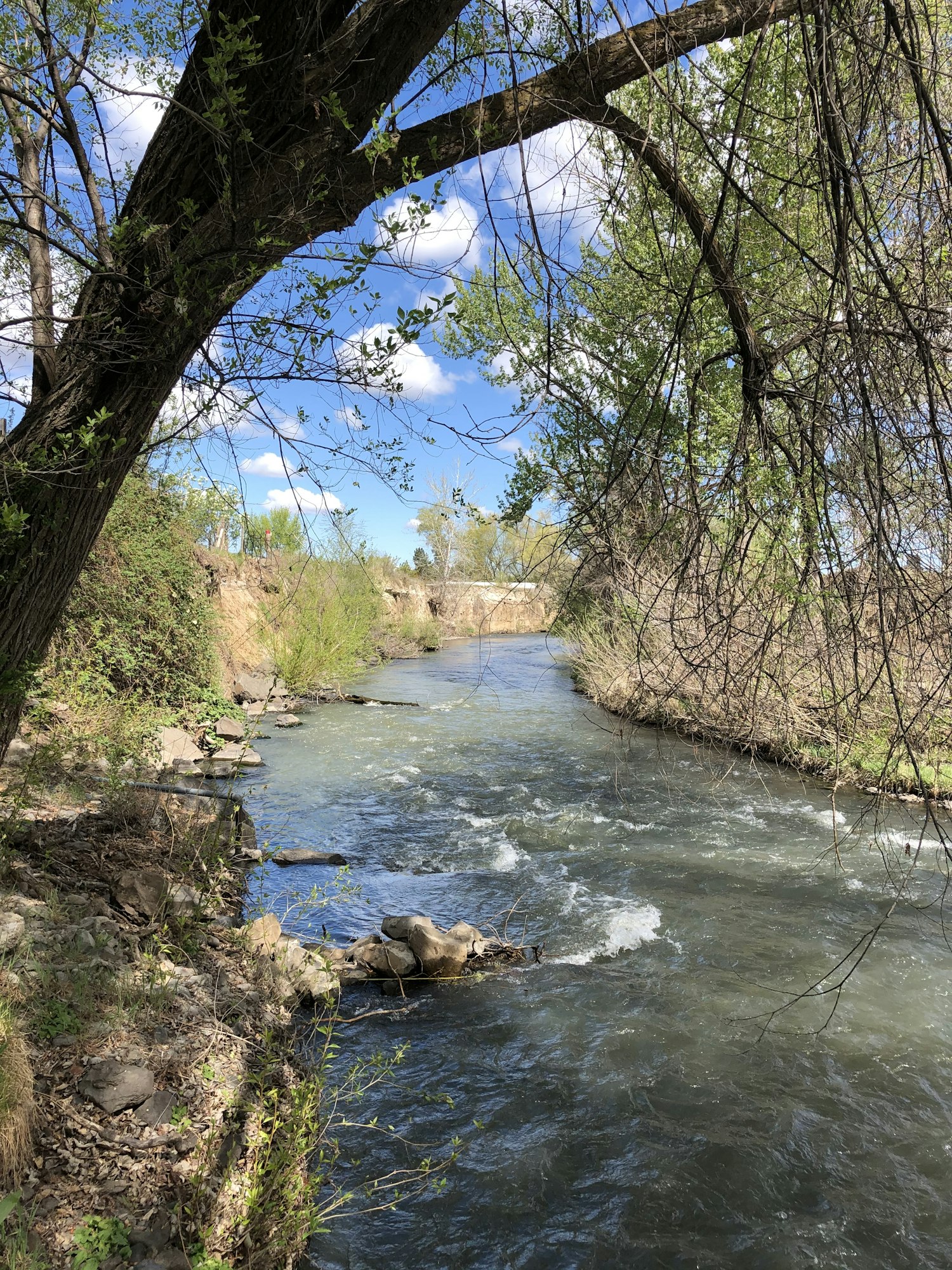 A serene river scene with lush greenery, trees, and a clear blue sky, reflecting nature's tranquility.
