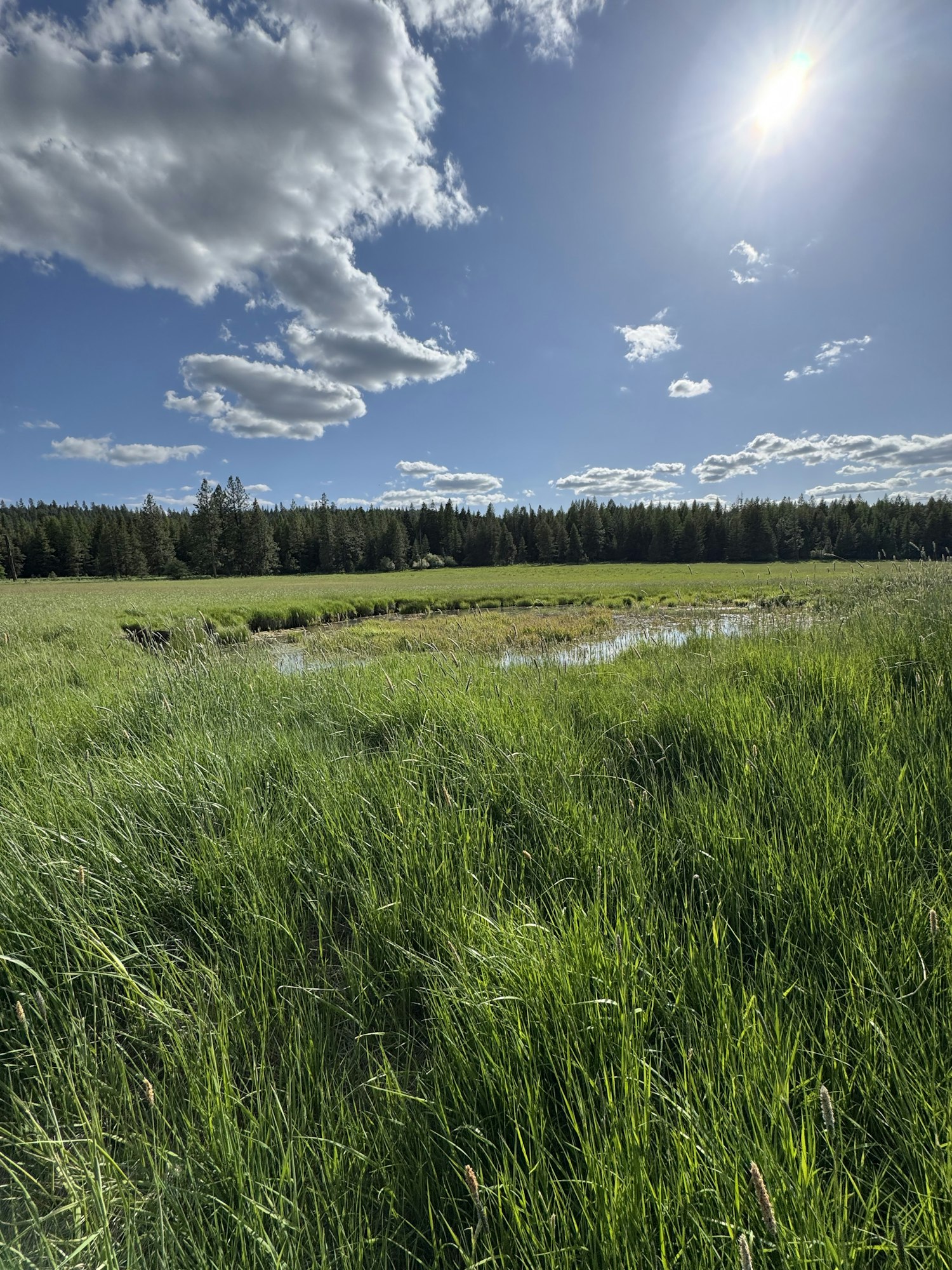 Sunny sky with a few clouds over a green field and forested horizon.