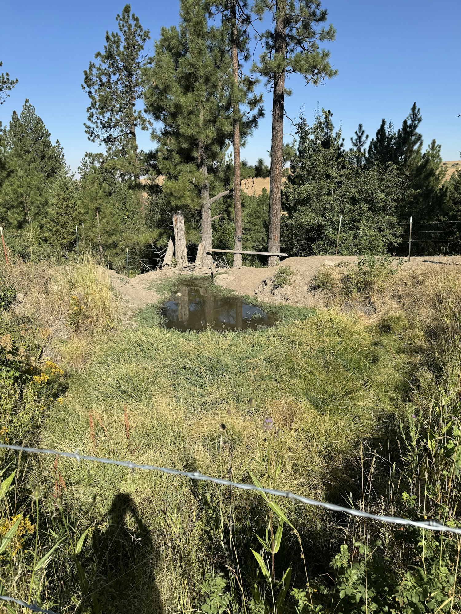 May contain: plant, tree, fir, land, nature, outdoors, pond, water, wilderness, vegetation, field, grassland, and tree trunk