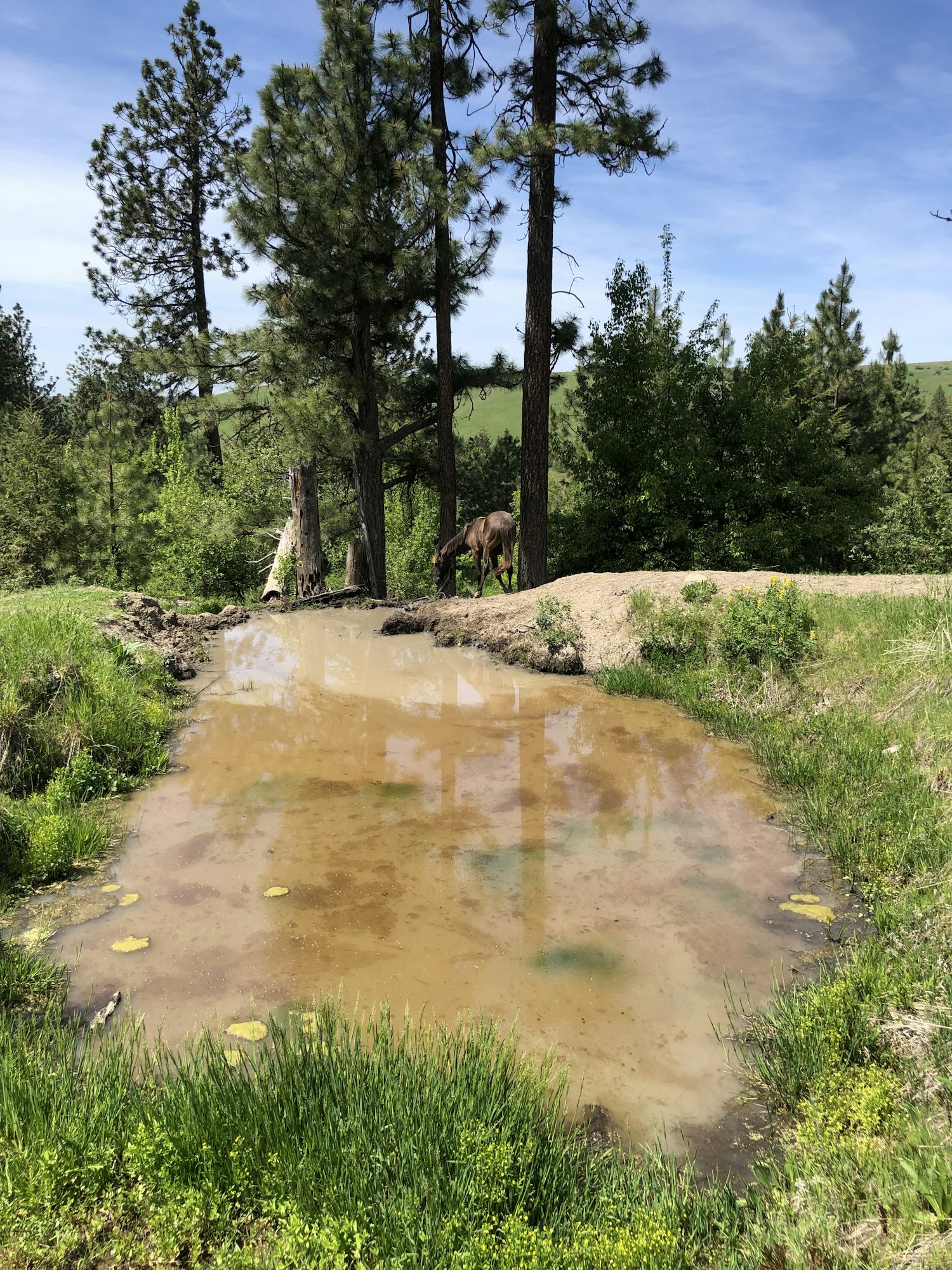 A muddy pond surrounded by grass and trees, with a large animal near the trees.