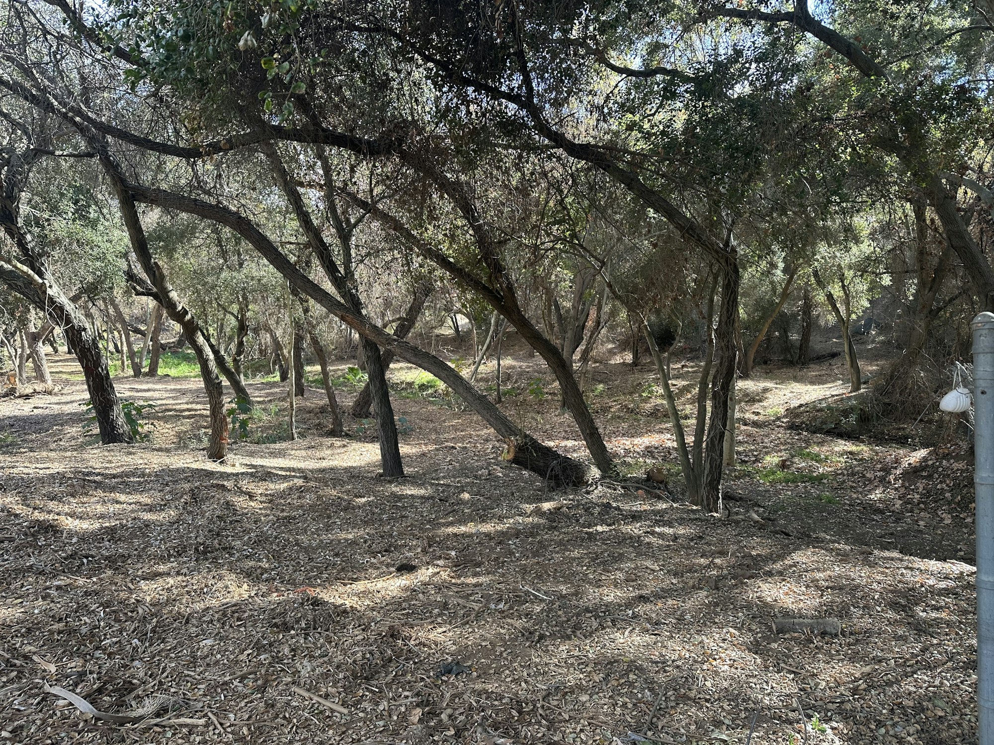 Limbed up off the ground trees. No understory beneath the tree canopies.