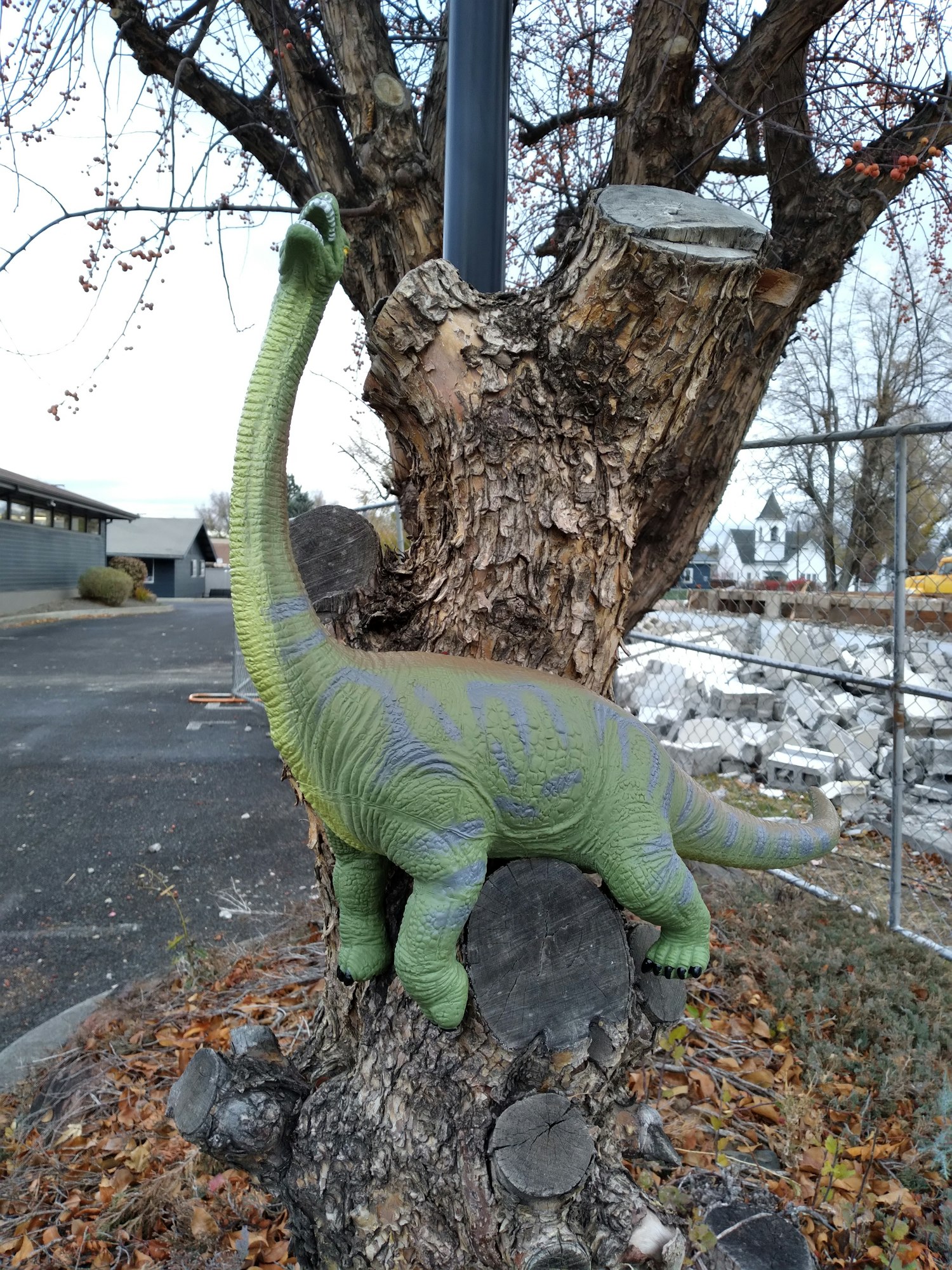 2021 Dinovember CD climbs a tree