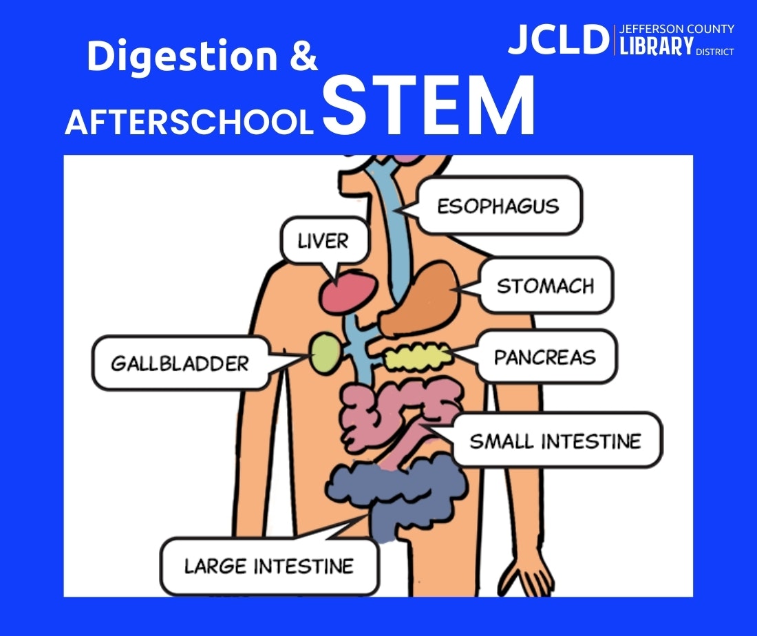 The image shows a labeled diagram of the human digestive system, highlighting organs like the liver, stomach, and intestines.