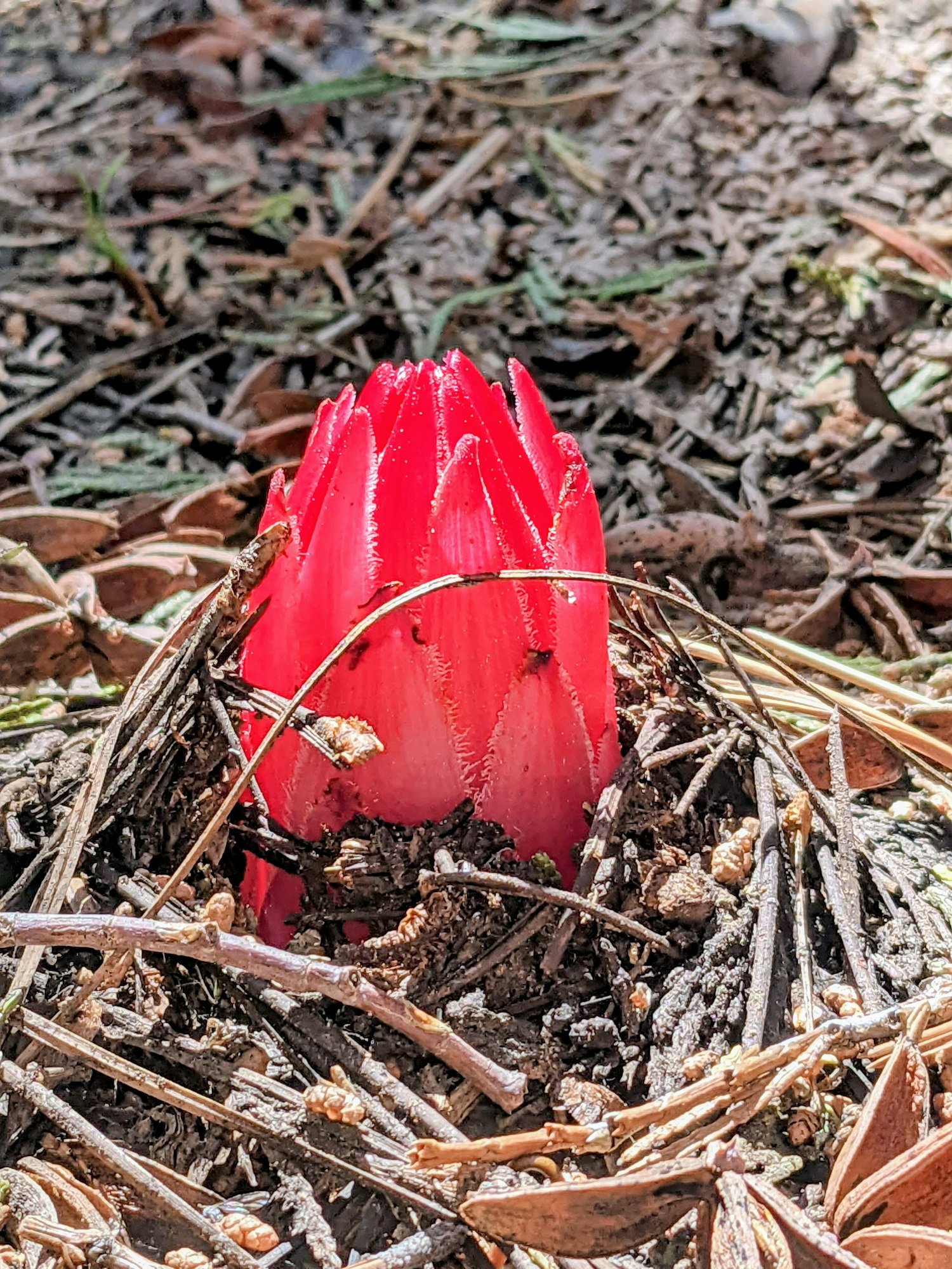 A red plant shoot emerging from the ground amid dry leaves and twigs.