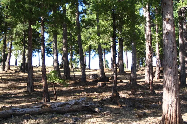 A sunlit forest scene featuring tall trees, scattered logs, and a natural woodland floor. Peaceful and serene atmosphere.