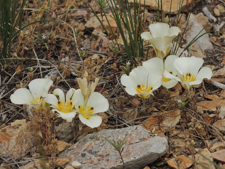 White flowers with yellow centers growing among rocks and dry grass.