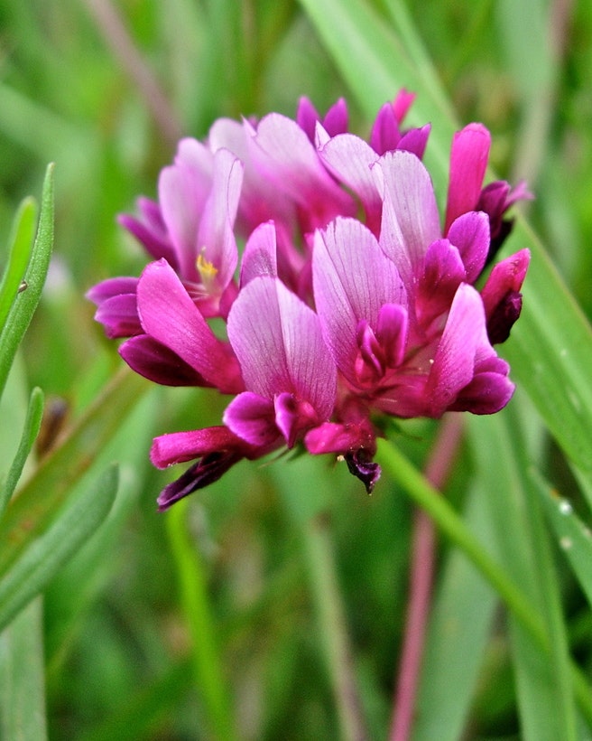 Close-up of a vibrant pink and purple clover flower with green leaves in the background.
