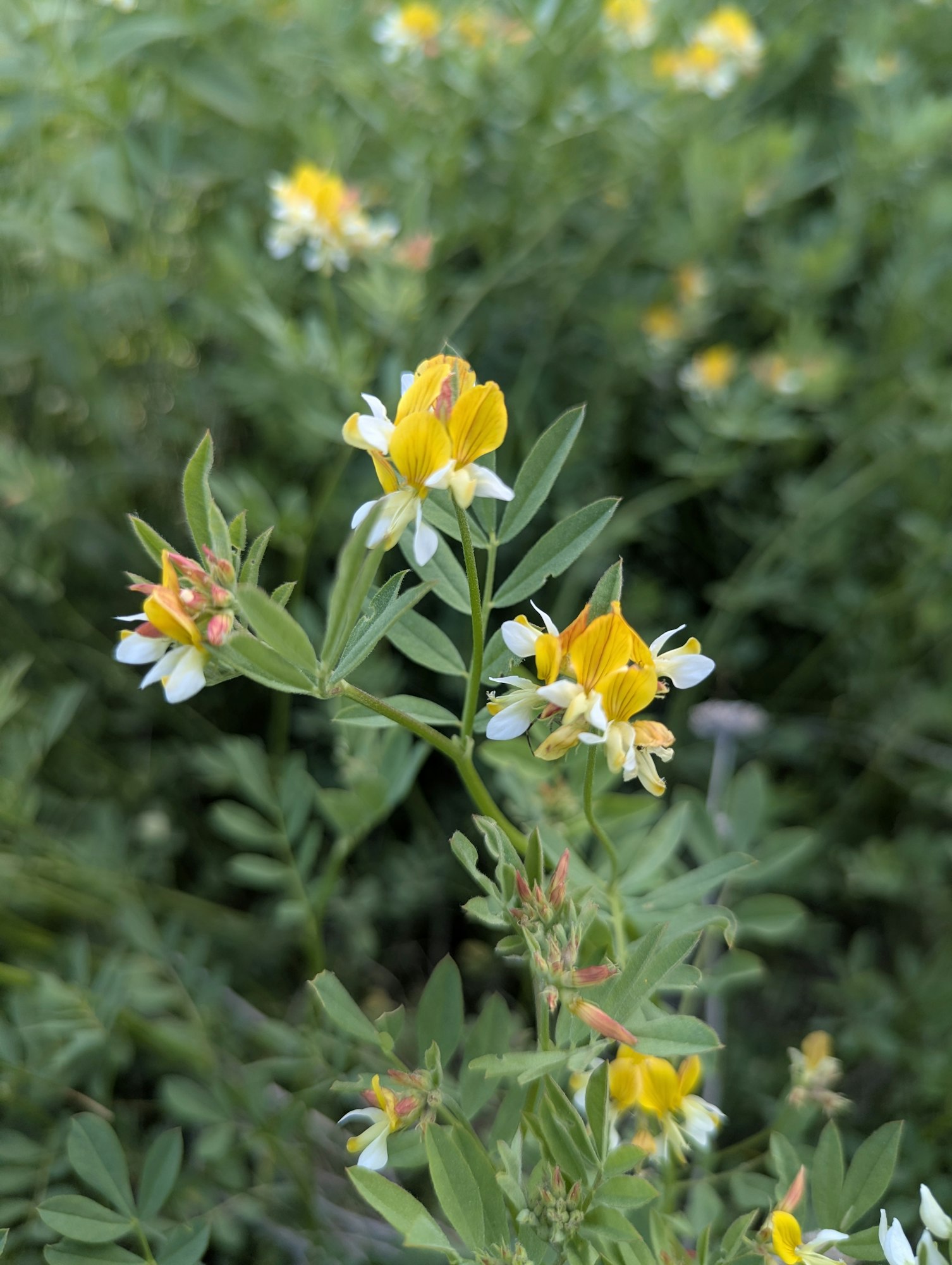Yellow and white wildflowers with green leaves in a lush field.