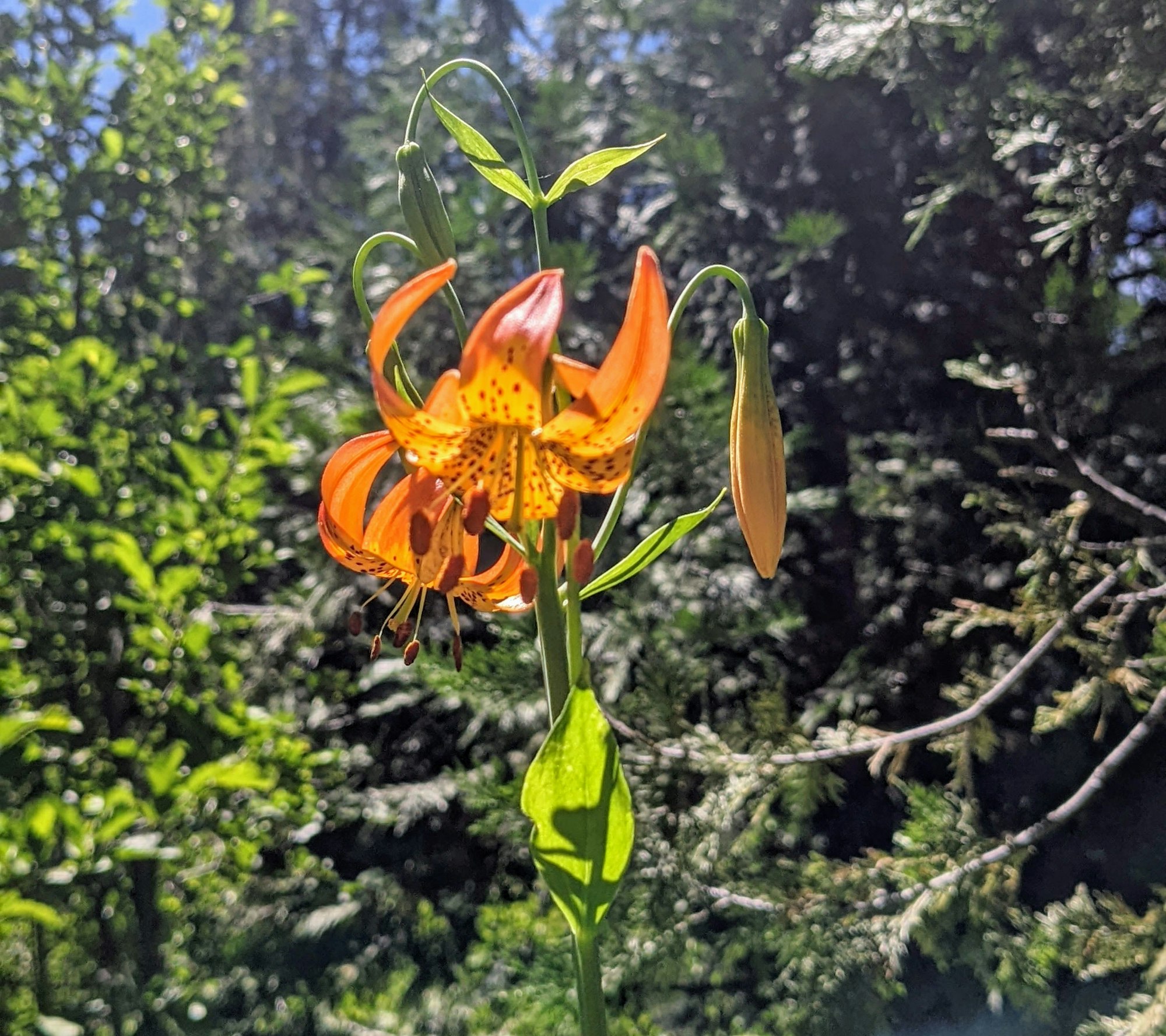 A vibrant orange lily flower in sunlight, surrounded by lush green foliage.