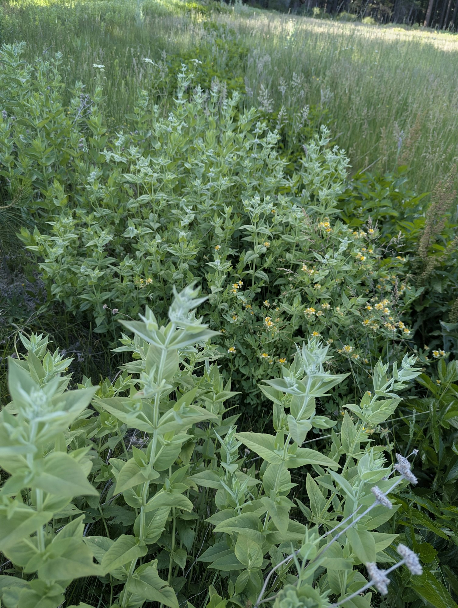 A field of lush green plants and grasses with small yellow flowers scattered throughout.