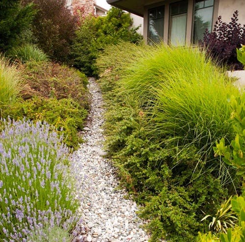Lush garden with a gravel path, surrounded by various green plants and purple flowers near a house.