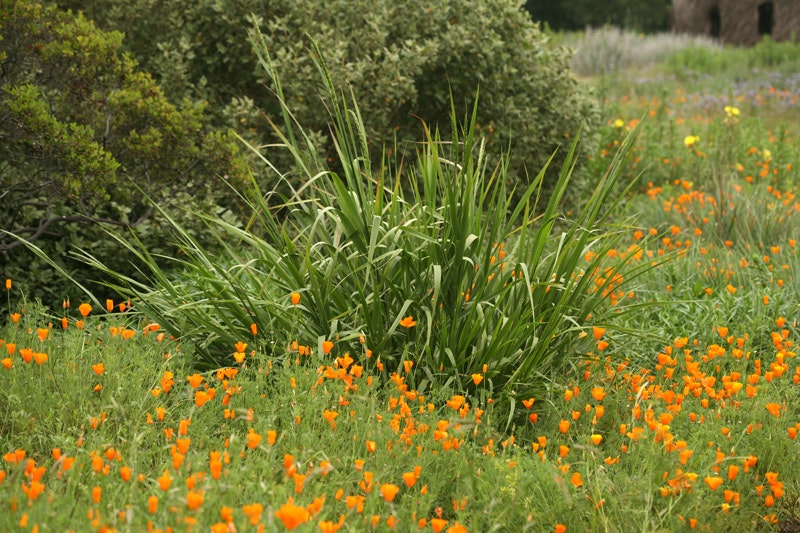 A green bush surrounded by orange flowers in a grassy field.