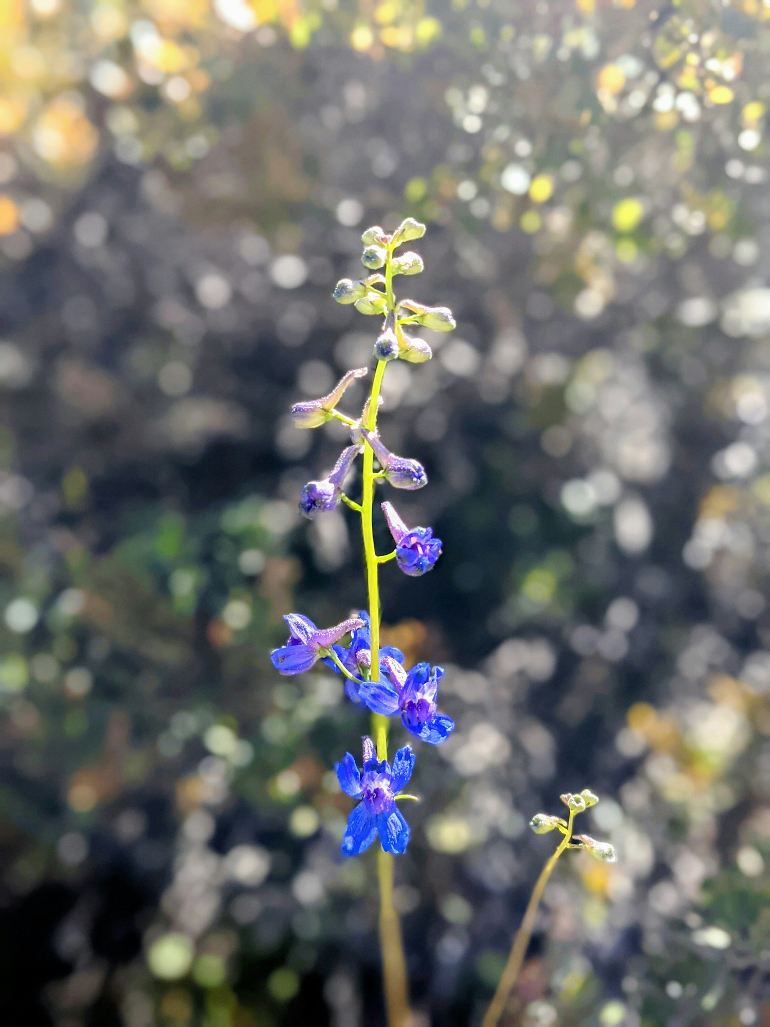 Purple flowers with a blurred background of foliage.