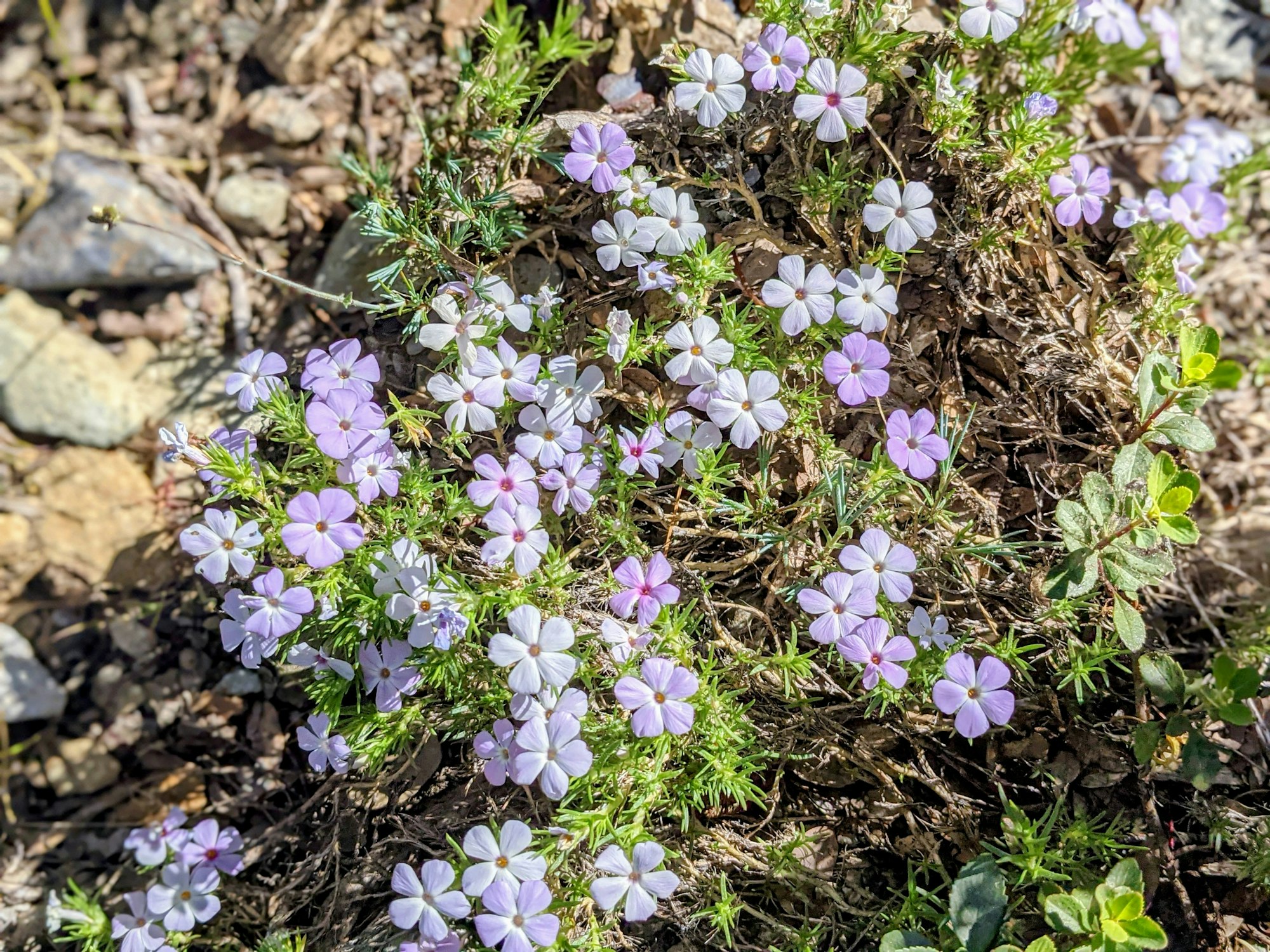 Purple and white flowers with green leaves growing on a rocky surface.