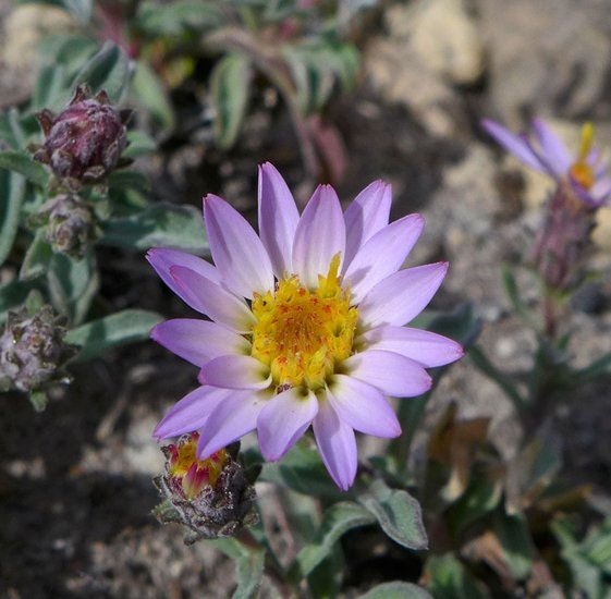 Purple flower with yellow center surrounded by green leaves and buds.