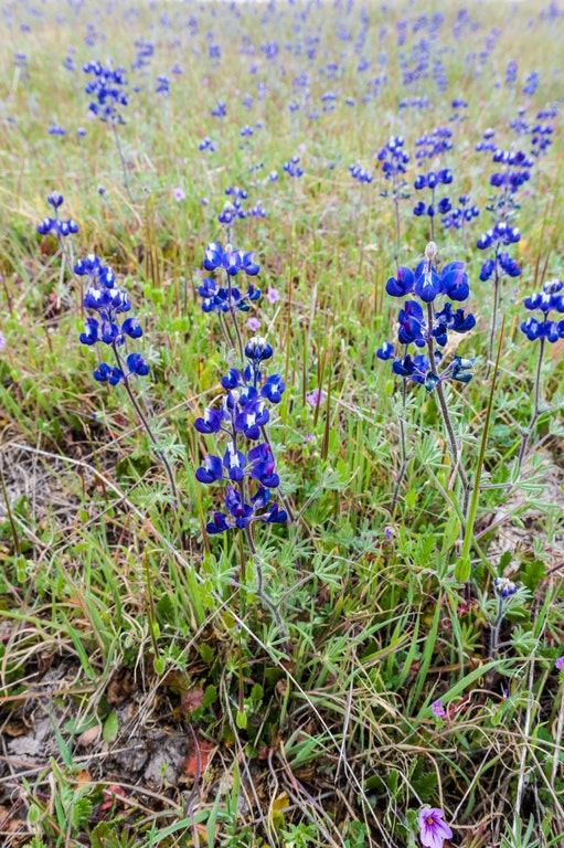 A field of blooming bluebonnets with green foliage, spreading across the meadow.