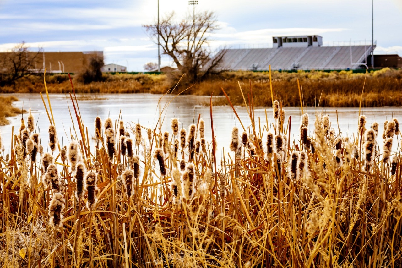 Cattails by a frozen pond with a stadium and trees in the background.