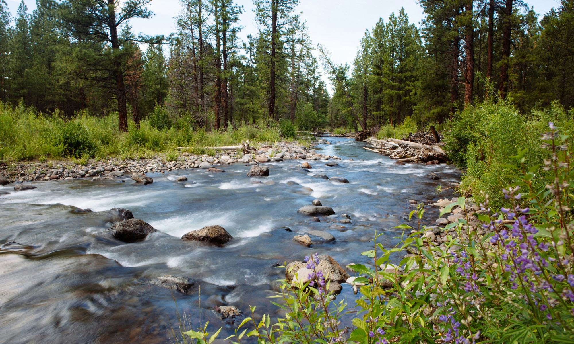 A flowing river with rocks and surrounded by lush greenery and tall pine trees.