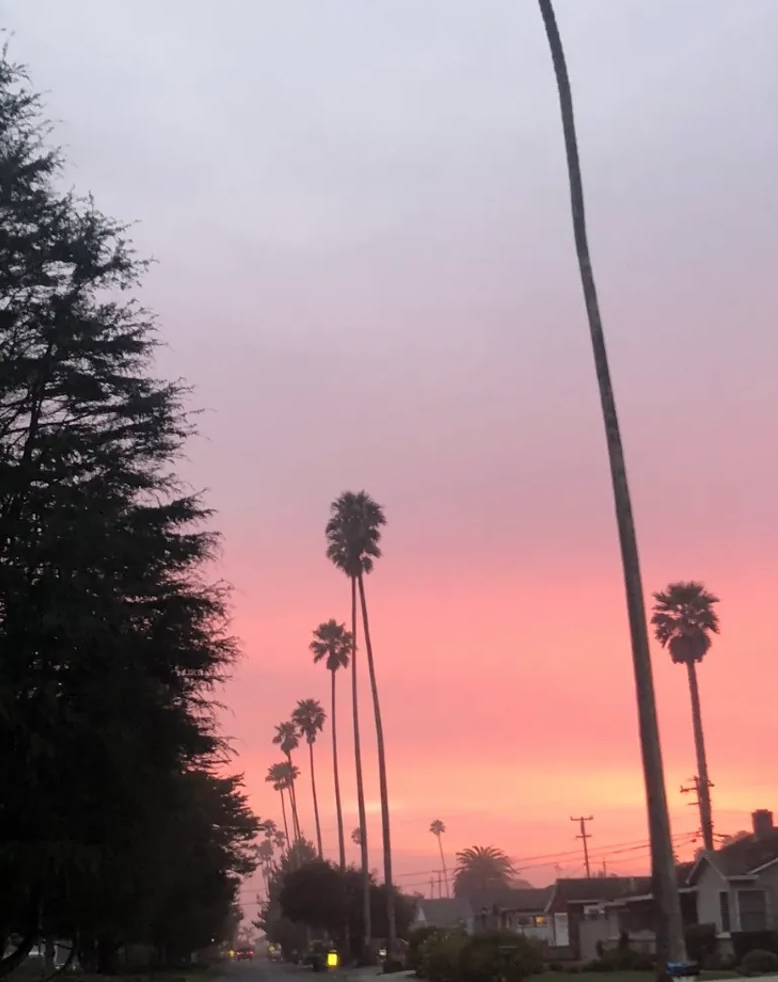 May contain: plant, tree, nature, arecaceae, palm tree, outdoors, abies, and fir