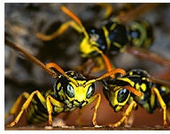 May contain: animal, bee, insect, invertebrate, and wasp