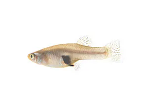 The image features a fish, likely a freshwater species, with a streamlined body and distinctive fins.