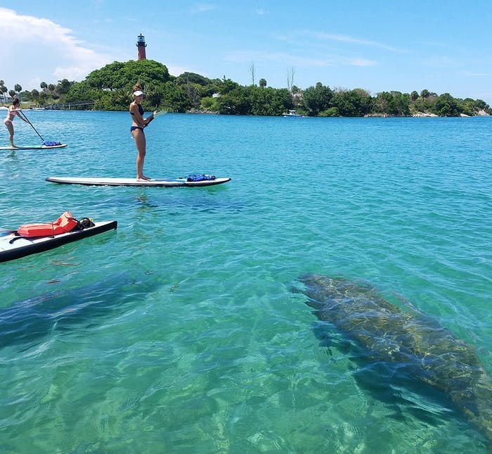 paddleboarders on the water in front of the Jupiter lighthouse with manatees swimming in the foreground
