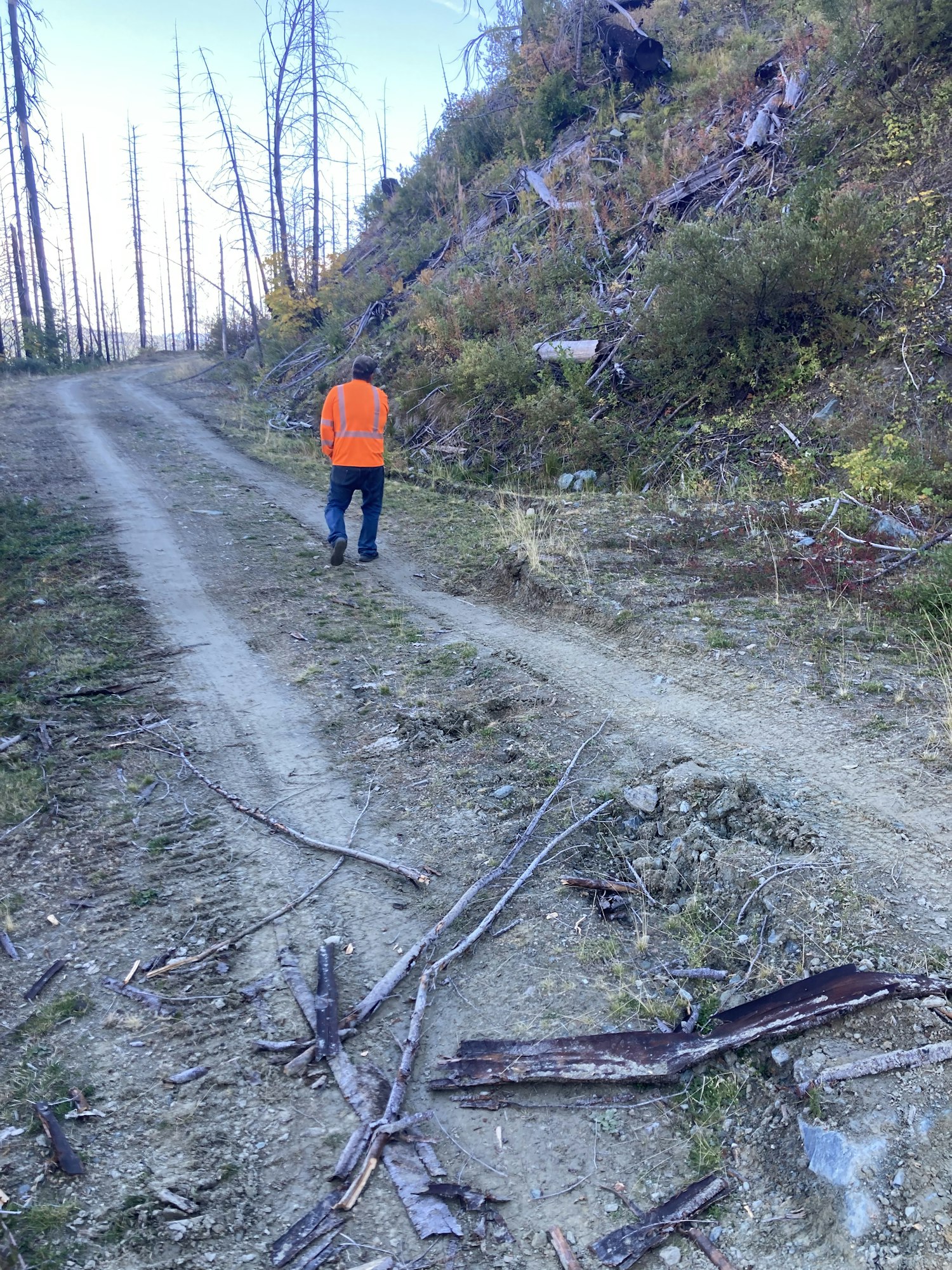 Person in a high-visibility vest on a forest trail with fallen trees and debris around. (The image is rotated 90 degrees.)