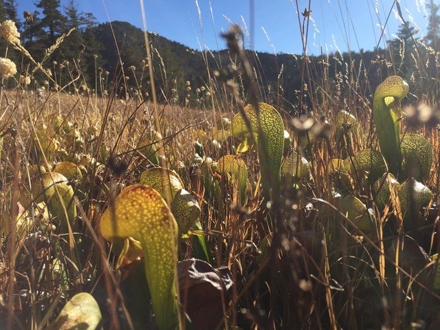 A field of Darlingtonia californicus, California Pitcher Plants, also known as the California Cobra Lily.