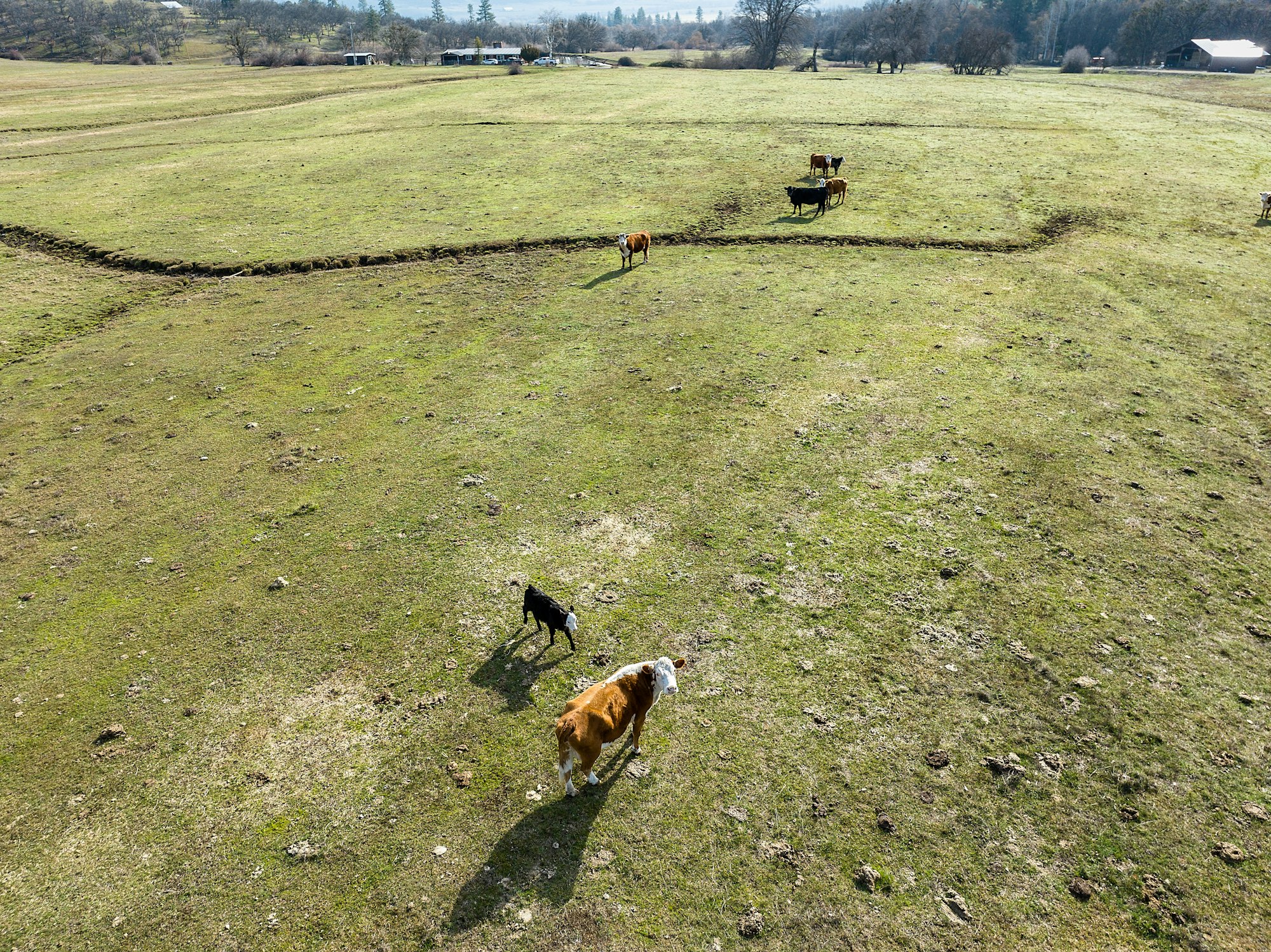 Aerial view of a grassy field with three benches, a curved path, and four dogs scattered about.