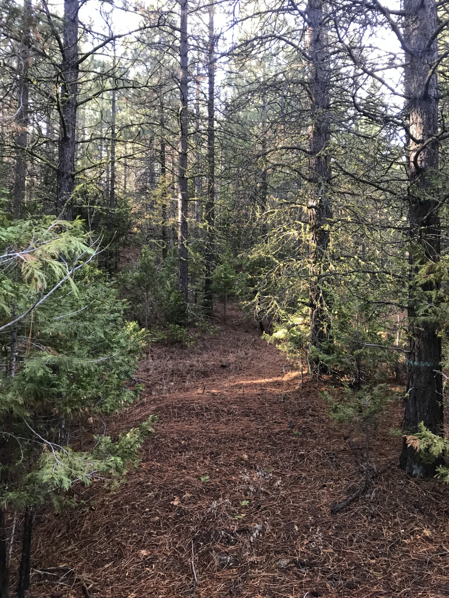 May contain: ground, tree, plant, gravel, road, dirt road, fir, abies, and conifer