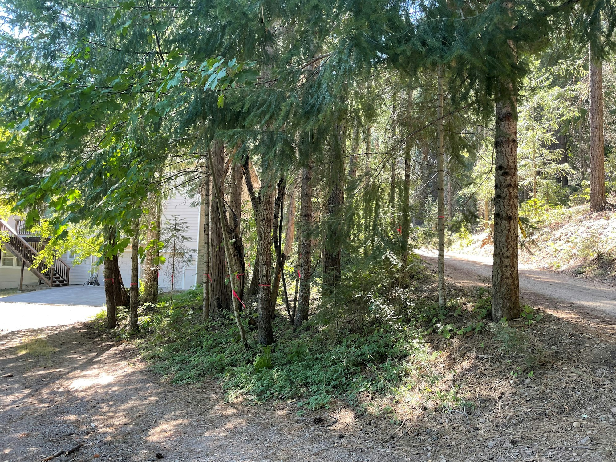 A forested area with tall trees, a dirt path, and a house partially visible on the left.